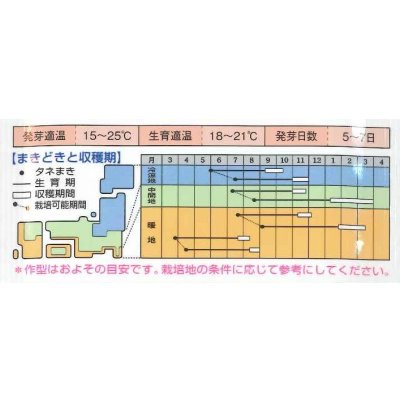 画像2: [シーダー種子]　人参　新黒田五寸　1粒×5cm間隔