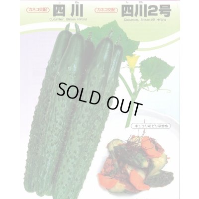 画像3: 送料無料　[キュウリ]　四川胡瓜　12粒　カネコ種苗（株）