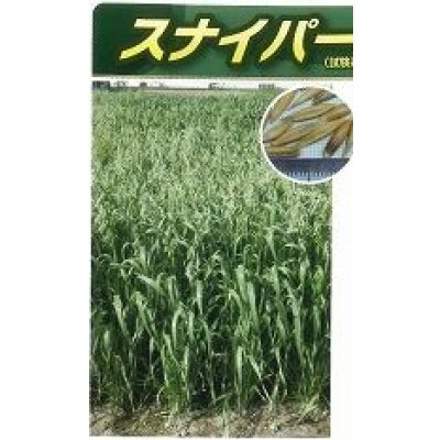 画像2: [緑肥]　エンバク　スナイパー　1kg　雪印種苗(株)