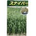 画像2: [緑肥]　エンバク　スナイパー　1kg   雪印種苗（株） (2)