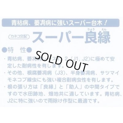 画像3: 送料無料　[台木/トマト用]　スーパー良縁　1000粒　カネコ種苗（株）