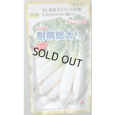 画像1: 送料無料　[大根]　耐病総太り　2dl　タキイ種苗(株)