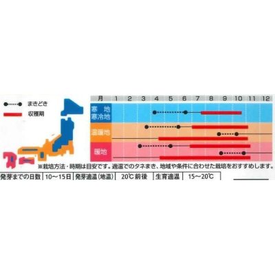 画像3: [ハーブの種]　タイム　約1500粒　　サカタのタネ　実咲