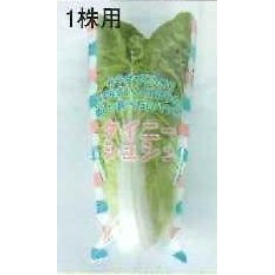 画像3: 青果袋　白菜　タイニーシュシュ専用ＦＧ袋　100枚入　1株用   サカタのタネ