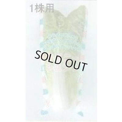 画像3: 青果袋　白菜　タイニーシュシュ専用ＦＧ袋　100枚入　1株用　（株）サカタのタネ