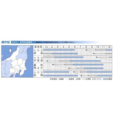 画像4: 送料無料　[トマト/ミニトマト]　千果99　1000粒　タキイ種苗(株)