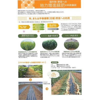 画像3: [緑肥]　クロタラリア　ネマックス　1kg　雪印種苗(株)