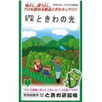 [キュウリ]　ときわの光　20粒　（株）（株）ときわ研究場