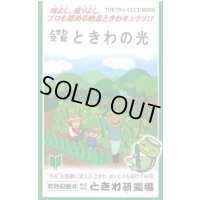 送料無料　[キュウリ]　ときわの光　20粒　(株)ときわ研究場
