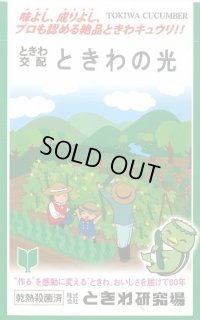送料無料　[キュウリ]　ときわの光　20粒　(株)ときわ研究場