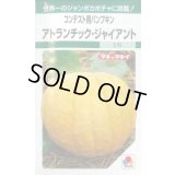 送料無料　[かぼちゃ]　アトランチック・ジャイアント　5粒　タキイ種苗　GF