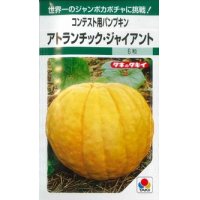 [かぼちゃ]　アトランチック・ジャイアント　5粒　タキイ種苗　GF　