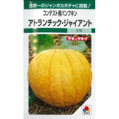 画像1: [かぼちゃ]　アトランチック・ジャイアント　5粒　タキイ種苗　GF　