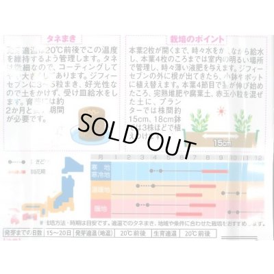 画像2: 花の種 トルコギキョウ 八重咲き大輪バラエティミックス 約40粒 (株)サカタのタネ 実咲350(026121)