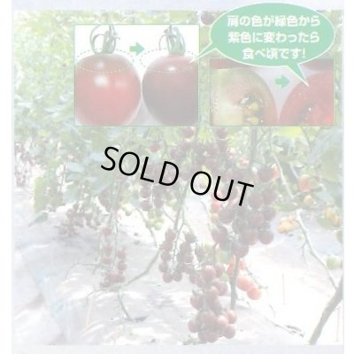 画像6: 送料無料　[トマト/マウロの地中海トマト]　トスカーナバイオレット　100粒　サナテックシード（株）