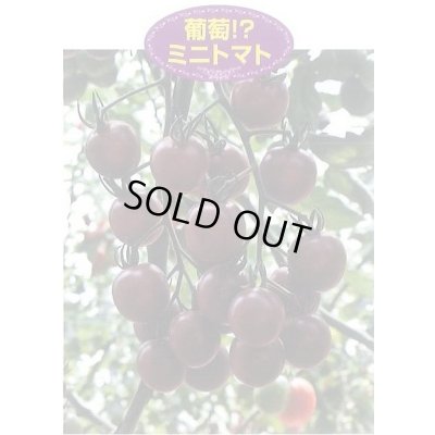 画像5: 送料無料　[トマト/マウロの地中海トマト]　トスカーナバイオレット　100粒　サナテックシード（株）