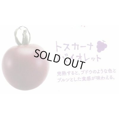 画像3: 送料無料　[トマト/マウロの地中海トマト]　トスカーナバイオレット　100粒　サナテックシード（株）