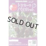 送料無料　[トマト/マウロの地中海トマト]　トスカーナバイオレット　8粒　サナテックシード（株）