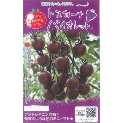 画像1: [トマト/マウロの地中海トマト]　トスカーナバイオレット　8粒