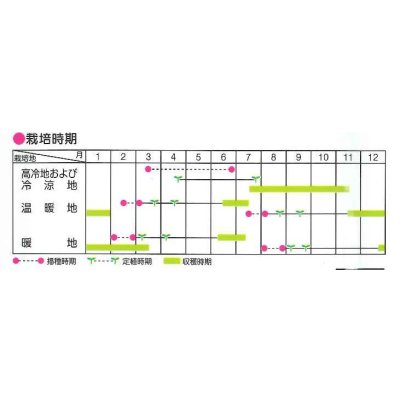 画像5: 送料無料　[キャベツ]　冬藍　　(株)サカタのタネ　実咲450（002918）