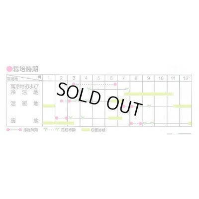 画像5: 送料無料　[キャベツ]　冬藍　2000粒　（株）サカタのタネ