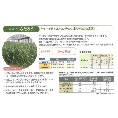 画像9: [緑肥]　ソルガム　つちたろう　1kg　雪印種苗(株)