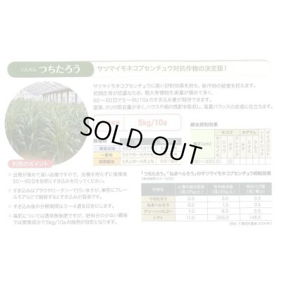 画像9: [緑肥]　ソルガム　つちたろう　1kg　雪印種苗(株)