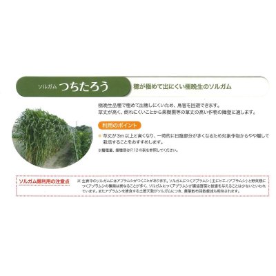 画像8: [緑肥]　ソルガム　つちたろう　1kg　雪印種苗(株)