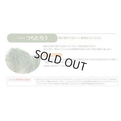 画像8: [緑肥]　ソルガム　つちたろう　1kg　雪印種苗(株)