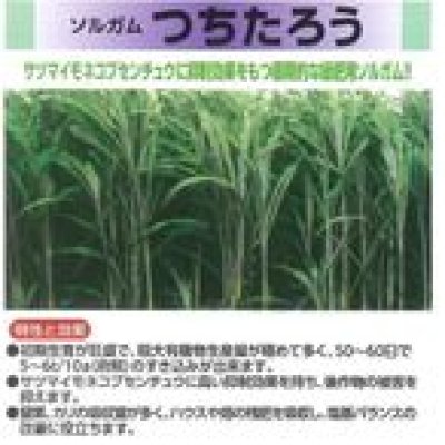 画像4: [緑肥]　ソルガム　つちたろう　1kg　雪印種苗(株)