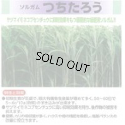 画像4: [緑肥]　ソルガム　つちたろう　1kg　雪印種苗(株)