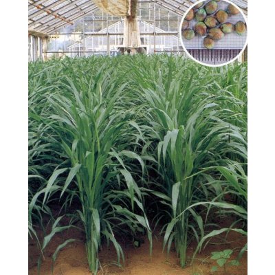 画像6: [緑肥]　ソルガム　つちたろう　1kg　雪印種苗(株)