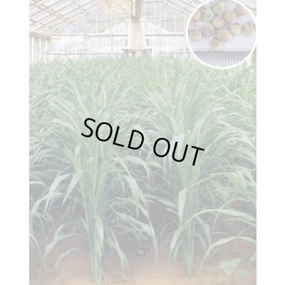 画像6: [緑肥]　ソルガム　つちたろう　1kg　雪印種苗(株)