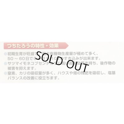 画像3: [緑肥]　ソルガム　つちたろう　1kg　雪印種苗(株)