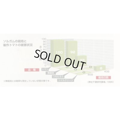 画像5: [緑肥]　ソルガム　つちたろう　1kg　雪印種苗(株)