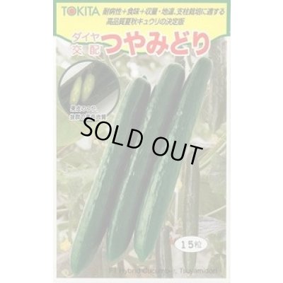 画像1: 送料無料　[キュウリ]　つやみどり　15粒　トキタ種苗(株)