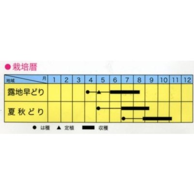 画像2: 送料無料　[キュウリ]　つやみどり　15粒　トキタ種苗(株)
