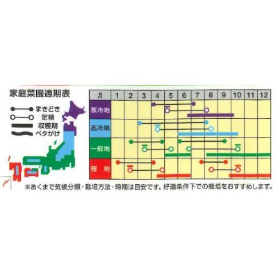 画像2: [レタス]　炒チャオ　（ちゃおちゃお）　0.7ml（約200粒）ナント種苗（株）