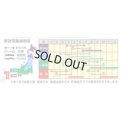 画像2: [レタス] 炒チャオ (ちゃおちゃお)ペレット種子 5000粒 ナント種苗(株)