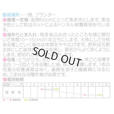 画像2: 送料無料　[葉物]　中国菜心　約2200粒　(株)サカタのタネ　実咲250（002997）