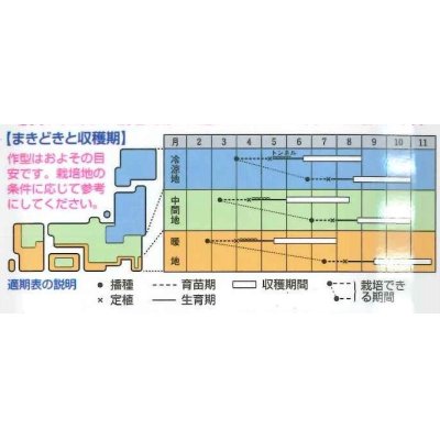 画像2: [キュウリ]　Vシャイン　350粒　タキイ種苗（株）