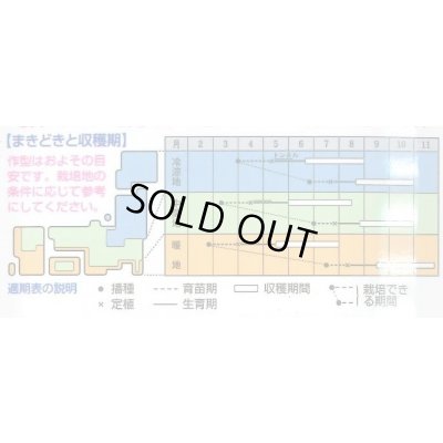 画像2: 送料無料 [キュウリ] Vシャイン 350粒 タキイ種苗(株)