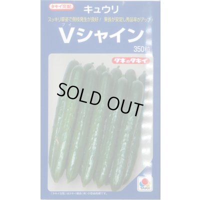 画像1: 送料無料 [キュウリ] Vシャイン 350粒 タキイ種苗(株)