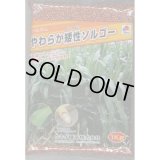 [緑肥]　やわらか矮性ソルゴー　1kg　タキイ種苗(株)
