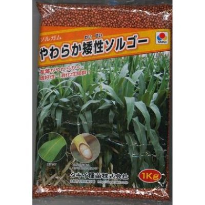 画像1: [緑肥]　やわらか矮性ソルゴー　1kg　タキイ種苗(株）