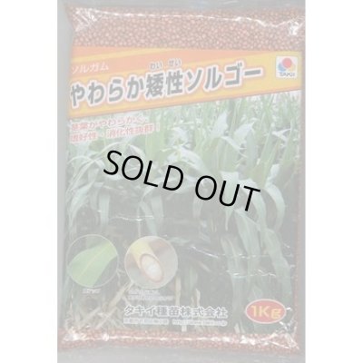 画像1: [緑肥]　やわらか矮性ソルゴー　1kg　タキイ種苗(株)