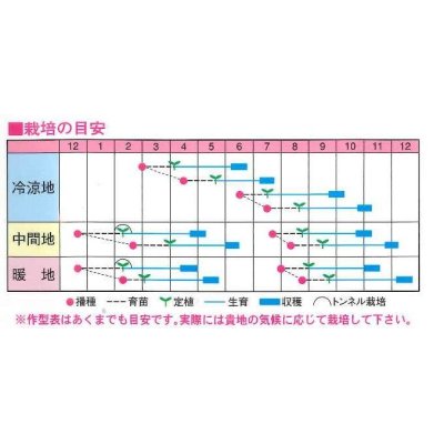 画像2: [ブロッコリー]　ウィンベル　70粒　渡辺交配