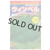 送料無料　[ブロッコリー]　ウィンベル　2000粒　渡辺交配