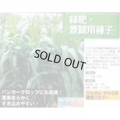 画像3: [緑肥]　やわらか矮性ソルゴー　1kg　タキイ種苗(株)