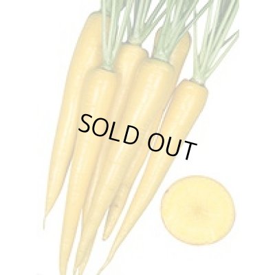 画像3: 送料無料　[人参]　イエローハーモニー　1000粒　丸種(株)